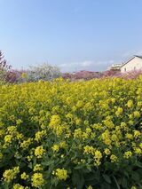 お花見に行ってきました🌸