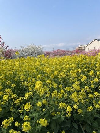 お花見に行ってきました🌸