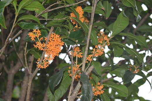 DSC_0653.jpg