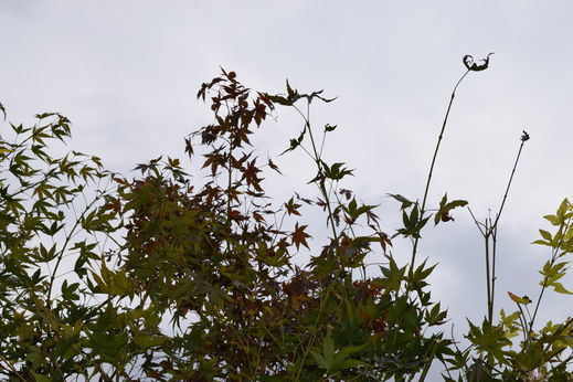 DSC_0657.jpg