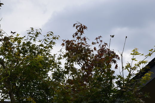 DSC_0658.jpg