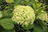季節の花々