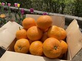 大豊作！夏みかん(≧▽≦)