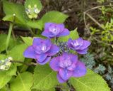 紫陽花
