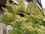  10月☆グッドタイムクラブのご案内☆ 