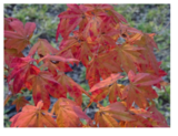 近隣散策「プラット」～深まる秋～紅葉