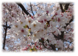 桜、満開!＆お花見御膳