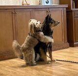 笑顔があふれる！ワンちゃんとのふれあい