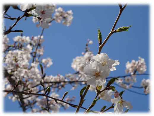 桜.png
