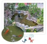 スイスイ金魚