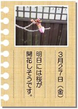 開花直前!!