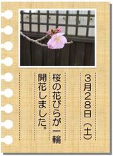 サクラサク