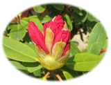 次々と咲くお花のリレー