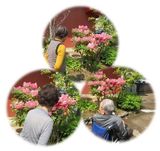 石楠花に誘われて