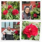 真っ赤な花に魅せられて