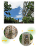 夏がやってきた！