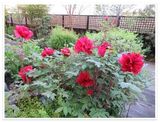 百花の王