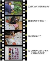 押し花作り