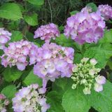 紫陽花