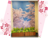 桜の設え