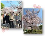 八幡屋公園お花見ツアー