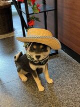初夏の設え