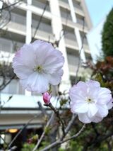 花咲くお庭でお花見カフェ♪