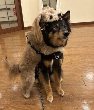 可愛いわんちゃんとふれあう！ドッグセラピー