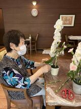 胡蝶蘭のアレンジメント
