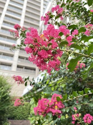 あの花の名前は