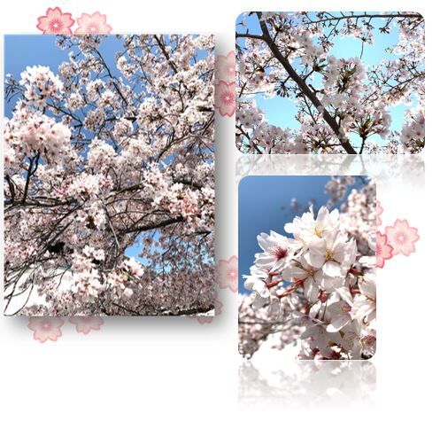 お花見2.jpg