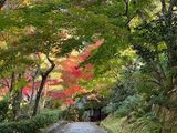 奥嵯峨の紅葉