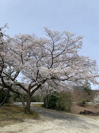 桜の花道ドライブ「高雄パークウェイ」