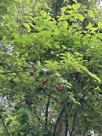 6月の中庭の花