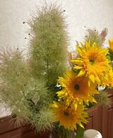 ゲストハウスのお花たち