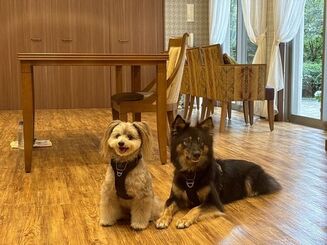 笑顔を運ぶドッグセラピー