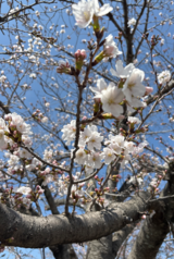 グッドタイムクラブ　～桜鑑賞会～