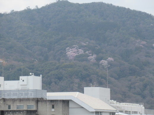 嵐山②20220330.jpg
