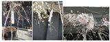 桜のお花が届きました。