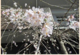 お花見をしました