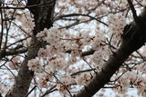 ❀桜咲く❀