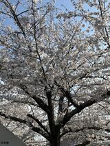 ❀お花見❀