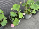 蓮