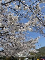 ❀お花見❀