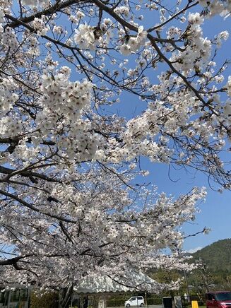 ❀お花見❀