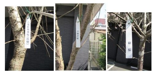桜１.jpg