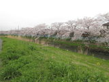 ☆桜絶景！☆