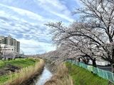 ☆今年も桜に包まれて☆