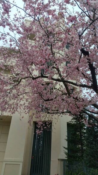 ☆四季桜の開花☆