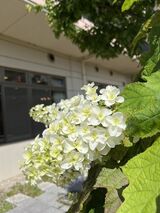 「グッドタイム リビング 埼玉蓮田は中も外も紫陽花が満開です」